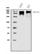 Anti-CD45/PTPRC Antibody Picoband® Boster Bio