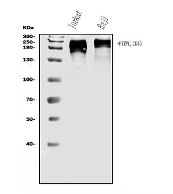 Anti-CD45/PTPRC Antibody Picoband® Boster Bio
