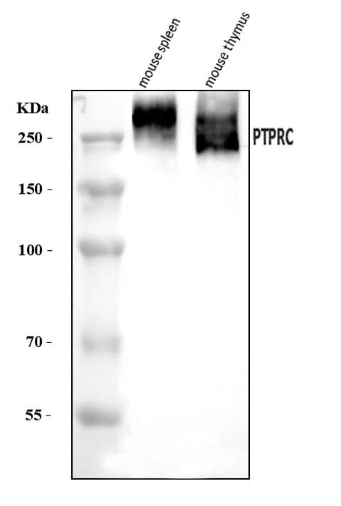 Anti-CD45/Ptprc Antibody Picoband® Boster Bio