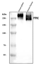 Anti-CD45/Ptprc Antibody Picoband® Boster Bio