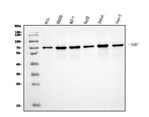 Anti-Serum Response Factor/SRF Antibody Picoband® Boster Bio