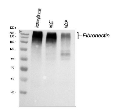 Anti-Fibronectin/FN1 Antibody Picoband® Boster Bio