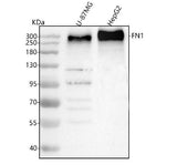 Anti-Fibronectin/FN1 Antibody Picoband® Boster Bio