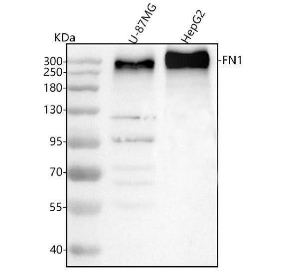 Anti-Fibronectin/FN1 Antibody Picoband® Boster Bio