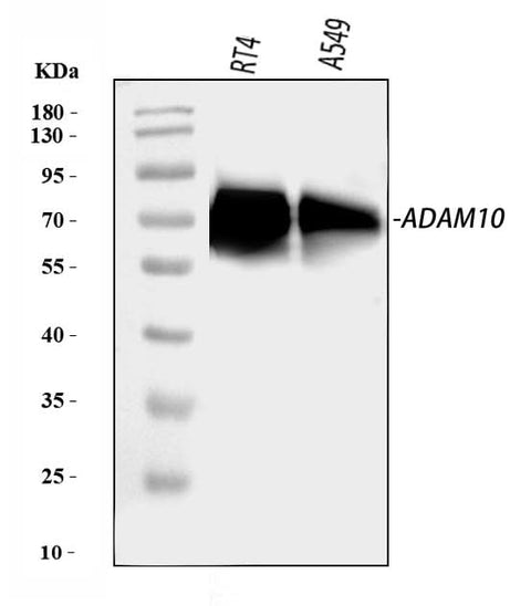 Anti-ADAM10 Antibody Picoband® Boster Bio