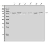 Anti-SGT1/ECD Antibody Picoband® Boster Bio