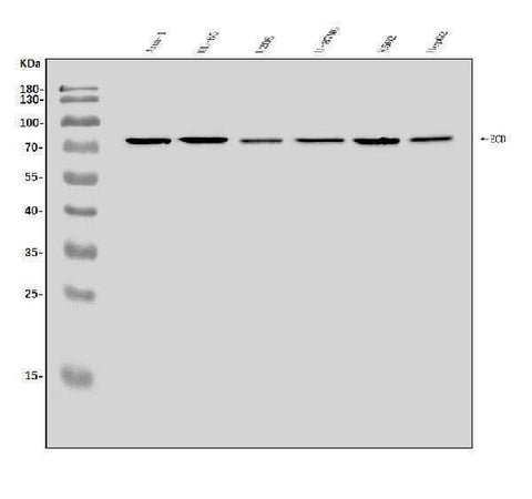 Anti-SGT1/ECD Antibody Picoband® Boster Bio