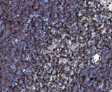 Anti-Cd2 Antibody Boster Bio