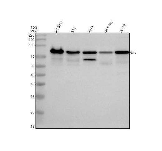 Anti-EFS Antibody Picoband® Boster Bio