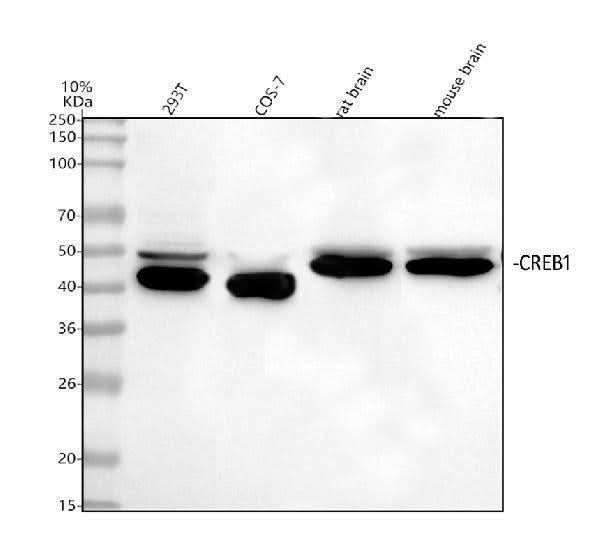 Anti-CREB1 Antibody Picoband® Boster Bio