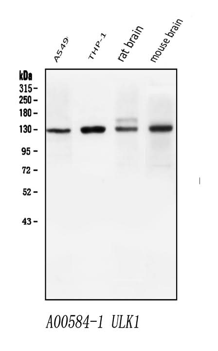 Anti-ULK1 Antibody Picoband® Boster Bio