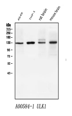 Anti-ULK1 Antibody Picoband® Boster Bio