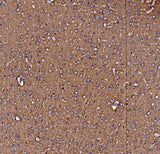 Anti-NSF Antibody Picoband® Boster Bio