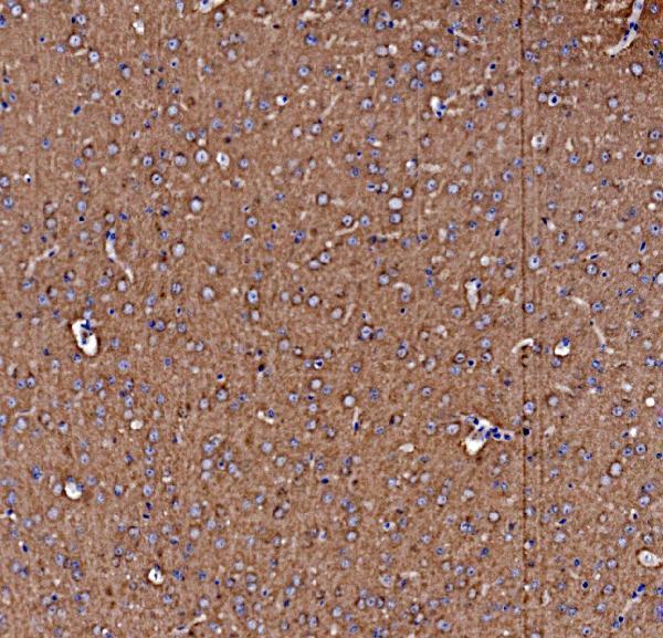 Anti-NSF Antibody Picoband® Boster Bio