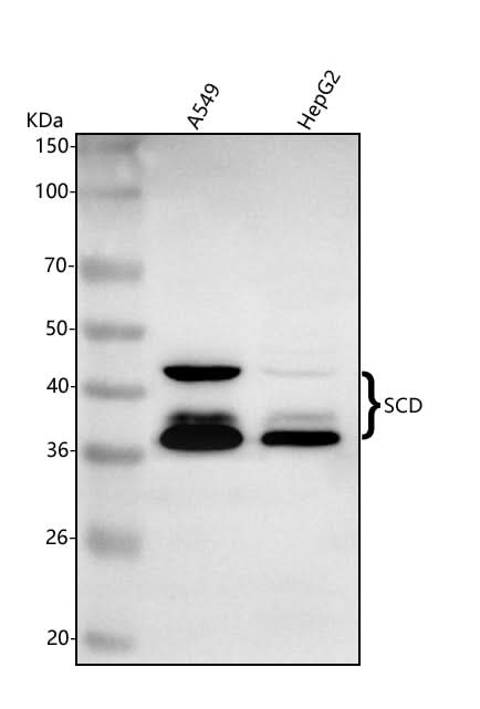 Anti-SCD Antibody Picoband® Boster Bio