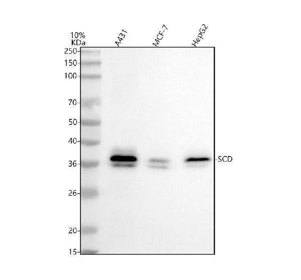 Anti-SCD Antibody Picoband® Boster Bio