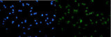 Anti-SAMHD1 Antibody Picoband® Boster Bio