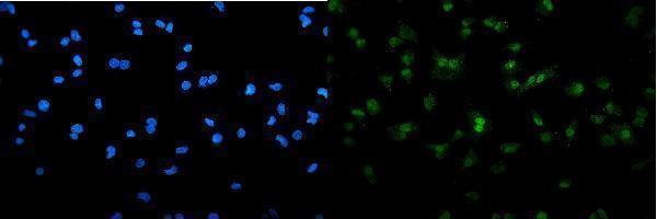 Anti-SAMHD1 Antibody Picoband® Boster Bio