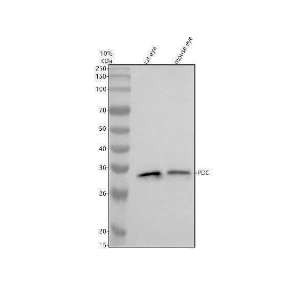 Anti-PDC Antibody Picoband® Boster Bio