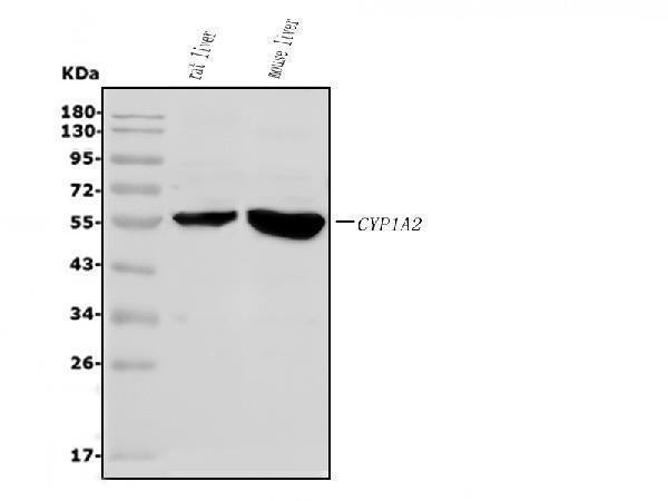Anti-Cytochrome P450 1A2/Cyp1a2 Antibody Picoband® Boster Bio