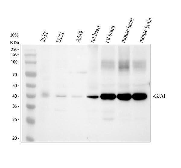 Anti-Connexin 43/GJA1 Antibody Picoband® Boster Bio