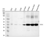 Anti-Connexin 43/GJA1 Antibody Picoband® Boster Bio
