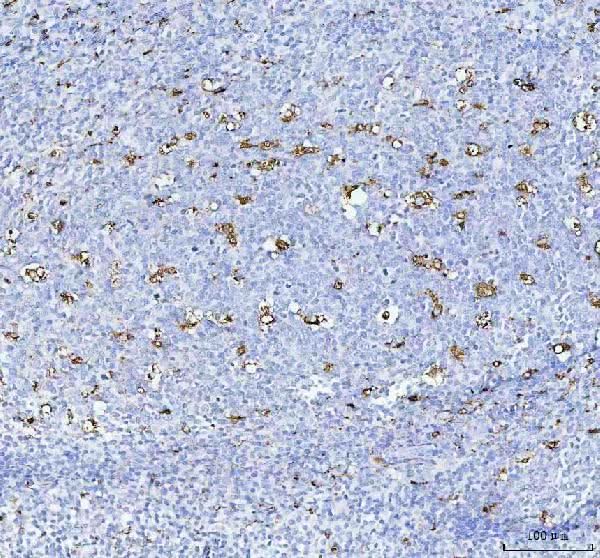 Anti-CD68 Antibody Boster Bio