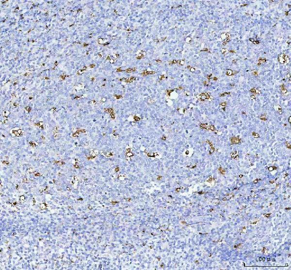 Anti-CD68 Antibody Boster Bio