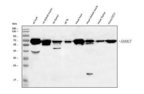Anti-Adam17 Antibody Picoband® Boster Bio