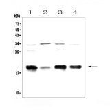 Anti-Galanin Antibody Picoband® Boster Bio