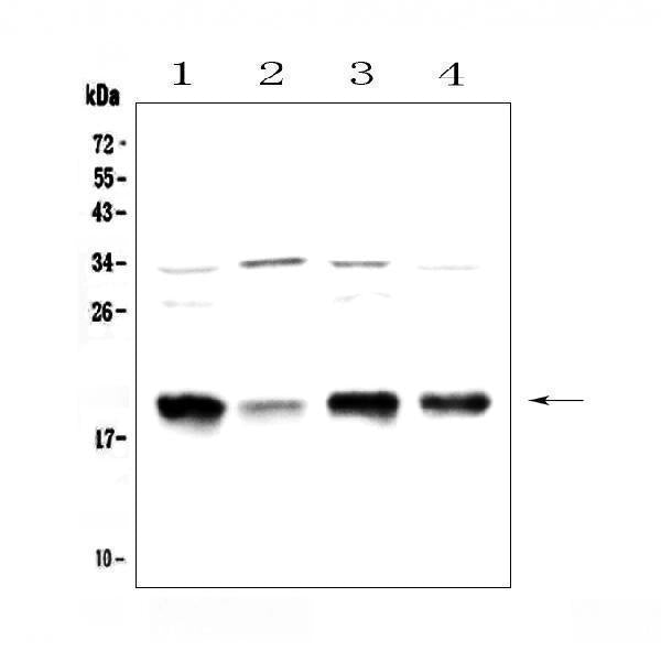 Anti-Galanin Antibody Picoband® Boster Bio