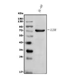 Anti-IL23 Receptor/IL23R Antibody Picoband® Boster Bio