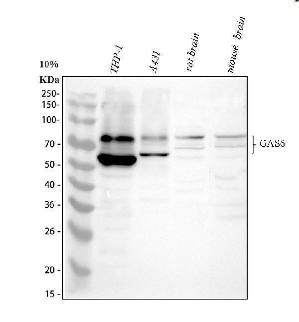 Anti-GAS 6/GAS6 Antibody Picoband® Boster Bio