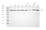 Anti-VCP Antibody Picoband® Boster Bio