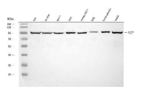 Anti-VCP Antibody Picoband® Boster Bio