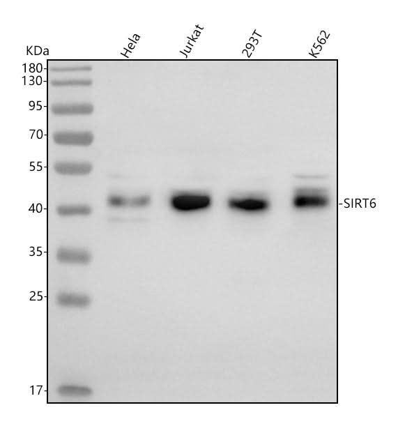 Anti-SIRT6 Antibody Picoband® Boster Bio