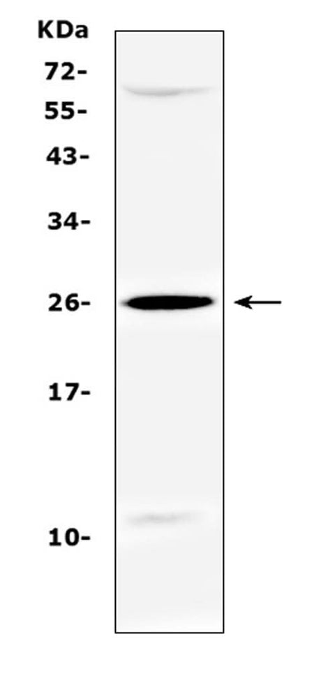 Anti-SRY Antibody Picoband® Boster Bio