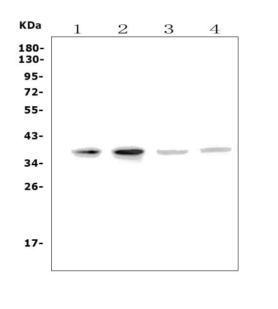 Anti-MC4-R/MC4R Antibody Picoband® Boster Bio