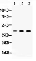 Anti-ATTY/TAT Antibody Picoband® Boster Bio