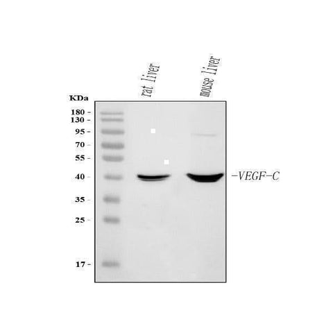 Anti-Vegfc Antibody Picoband® Boster Bio