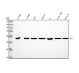 Anti-CRF/CRH Antibody Picoband® Boster Bio