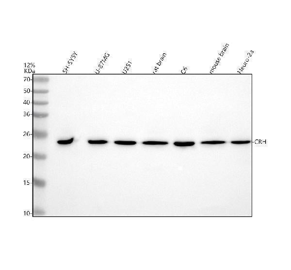 Anti-CRF/CRH Antibody Picoband® Boster Bio