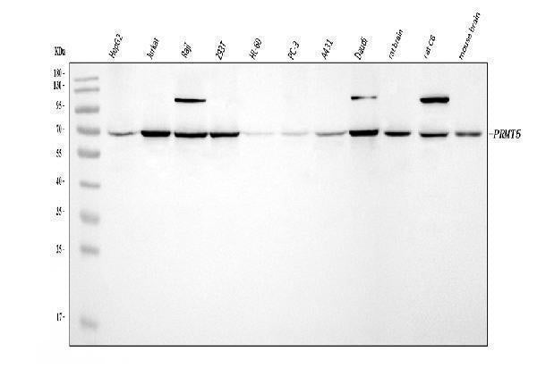 Anti-PRMT5 Antibody Picoband® Boster Bio