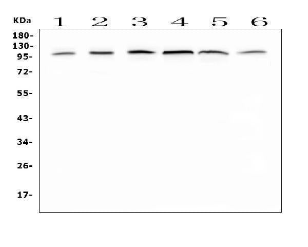 Anti-MVP Antibody Picoband® Boster Bio