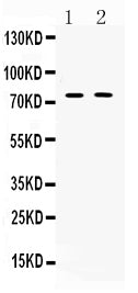 Anti-TRF2/TERF2 Antibody Picoband® Boster Bio