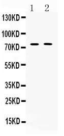 Anti-TRF2/TERF2 Antibody Picoband® Boster Bio