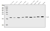 Anti-IL1RA/Il1rn Antibody Picoband® Boster Bio