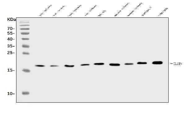 Anti-IL1RA/Il1rn Antibody Picoband® Boster Bio