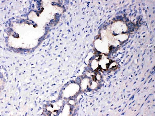 Anti-ATF6 Antibody Picoband® Boster Bio