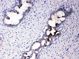 Anti-ATF6 Antibody Picoband® Boster Bio